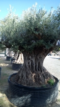 olea europea- olivenbaum alt gross_10